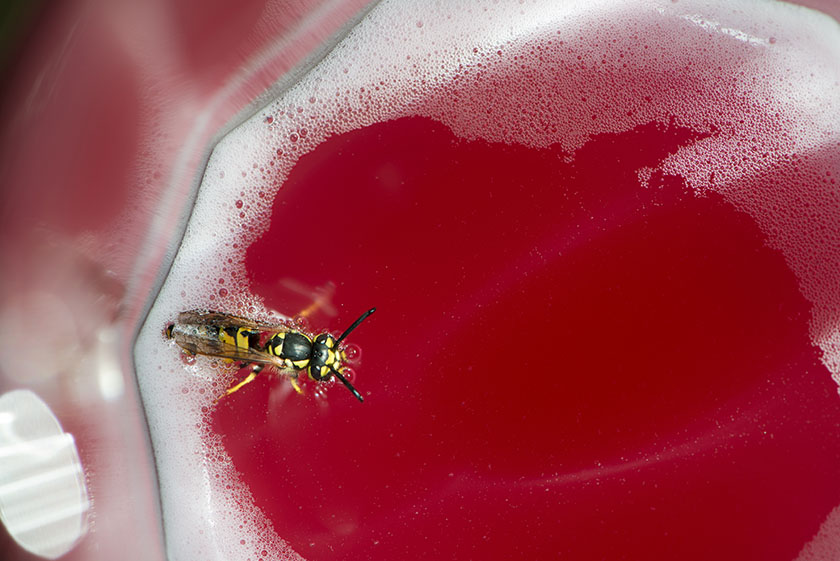Insekten